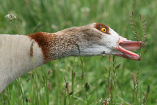 26-Nilgans-Futtersuche-061.jpg